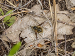 Bombylius fimbriatus