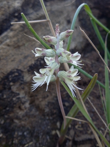 Lachenalia karooica