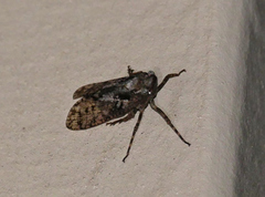 Alphina glauca