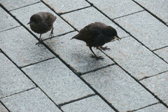 Sturnus vulgaris