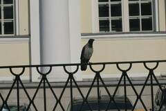 Corvus cornix