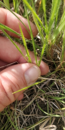 Wilcox's Panicgrass (Dichanthelium wilcoxianum)