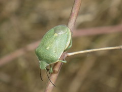Chlorochroa