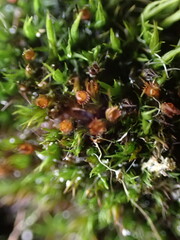 Schistidium maritimum