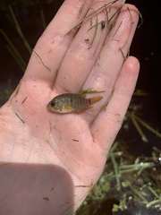 Cichlasoma bimaculatum