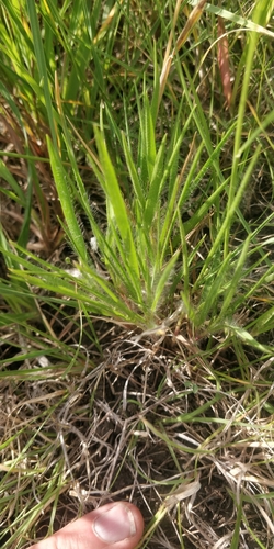 Image of Dichanthelium wilcoxianum by (c) Jeff D Hansen, some rights reserved (CC BY)