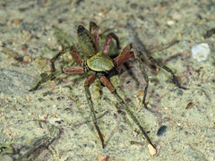 Thelcticopis severa