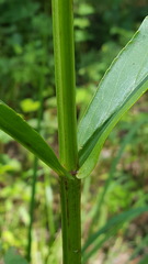 Physostegia intermedia