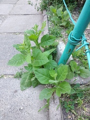 Nicotiana × sanderi