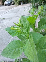 Nicotiana × sanderi