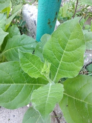 Nicotiana × sanderi