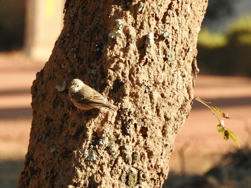 iNaturalist image
