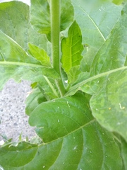 Nicotiana × sanderi