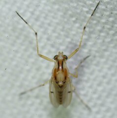 Coelotanypus tricolor