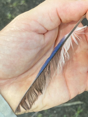 Blue Jay photographed in Louisiana