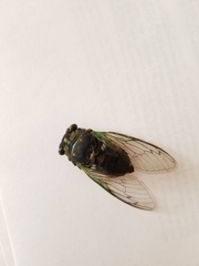 Neotibicen tibicen tibicen