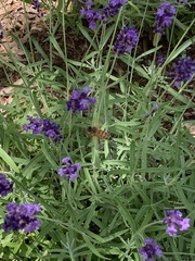 Apis mellifera