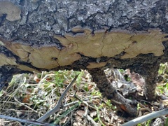 Phellinus abietis