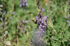 Xylocopa tabaniformis orpifex