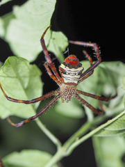 Argiope vietnamensis