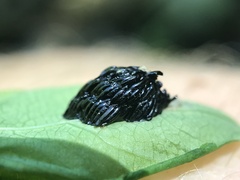 Goniops chrysocoma