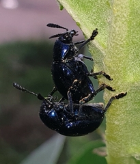 Platycorynus peregrinus