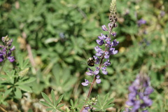 Xylocopa tabaniformis orpifex