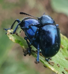 Platycorynus peregrinus