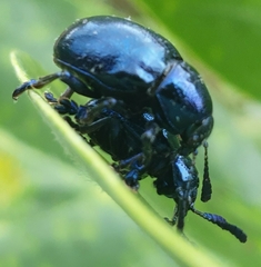 Platycorynus peregrinus