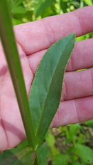 Physostegia intermedia