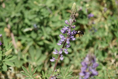 Xylocopa tabaniformis orpifex