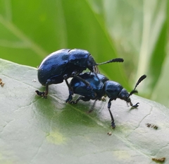 Platycorynus peregrinus
