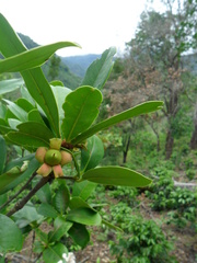 Ternstroemia tepezapote