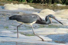 Egretta tricolor image
