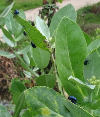 Platycorynus peregrinus