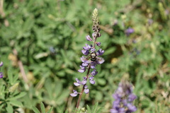 Xylocopa tabaniformis orpifex
