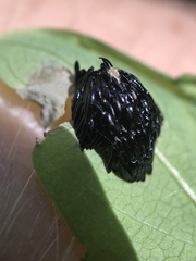 Goniops chrysocoma