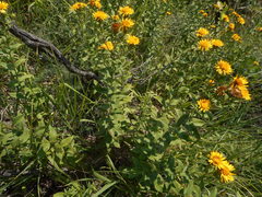 Pentanema spiraeifolium