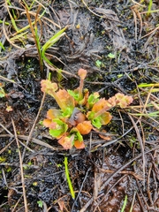 Micranthes foliolosa