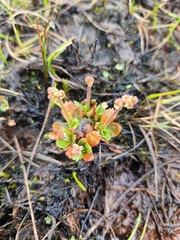 Micranthes foliolosa