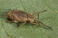 Simo