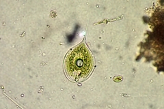 Phacus longicauda