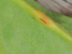 Aecidium ranunculi-acris
