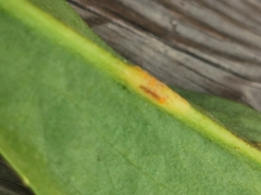 Aecidium ranunculi-acris