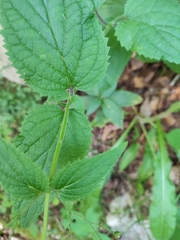Scrophularia alpestris