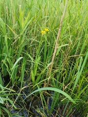 Aecidium ranunculi-acris