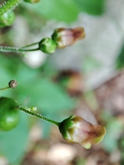 Scrophularia alpestris