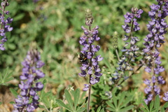 Xylocopa tabaniformis orpifex