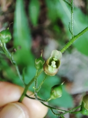 Scrophularia alpestris