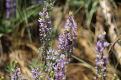 Xylocopa tabaniformis orpifex